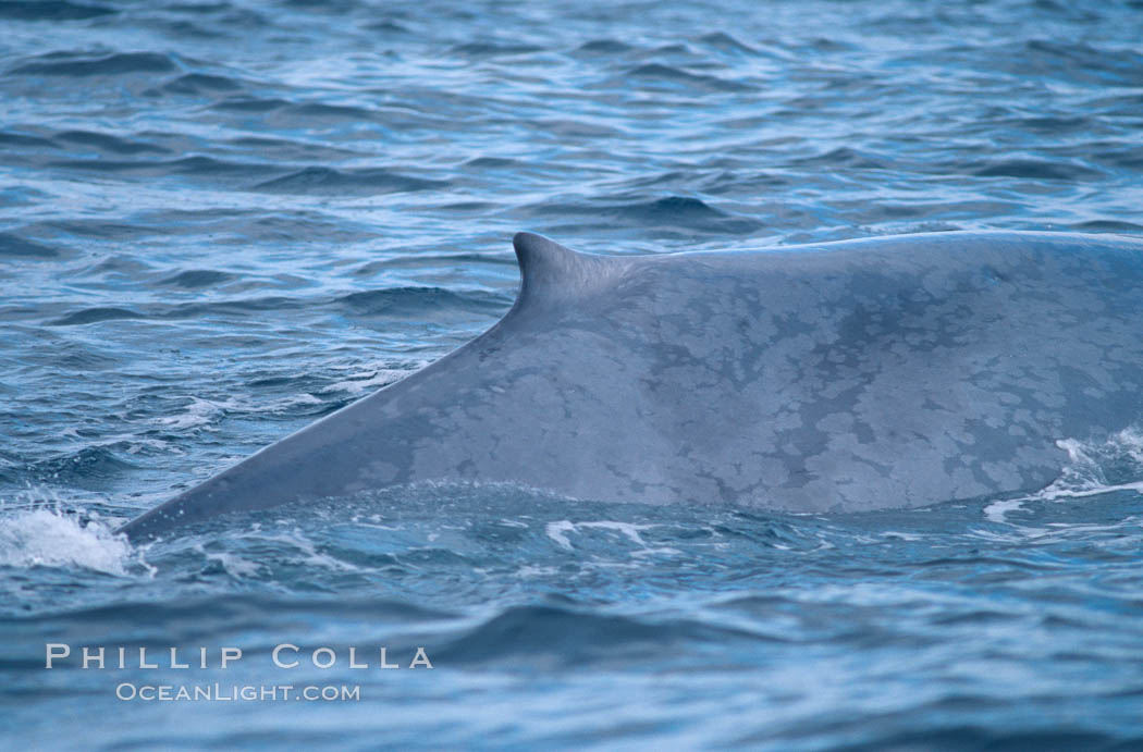 Blue whale, dorsal fin and mottled skin pattern., Balaenoptera musculus, natural history stock photograph, photo id 02237