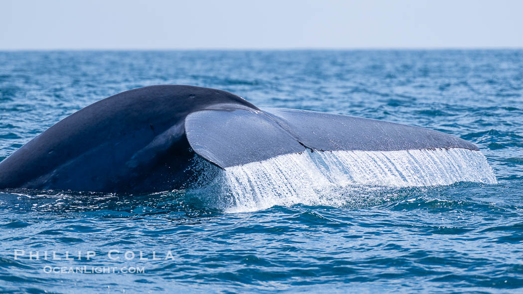 Blue whale, raising fluke prior to diving for food, fluking up, lifting tail as it swims in the open ocean foraging for food. San Diego, California, USA, Balaenoptera musculus, natural history stock photograph, photo id 40607