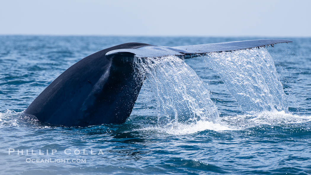 Blue whale, raising fluke prior to diving for food, fluking up, lifting tail as it swims in the open ocean foraging for food. San Diego, California, USA, Balaenoptera musculus, natural history stock photograph, photo id 40609