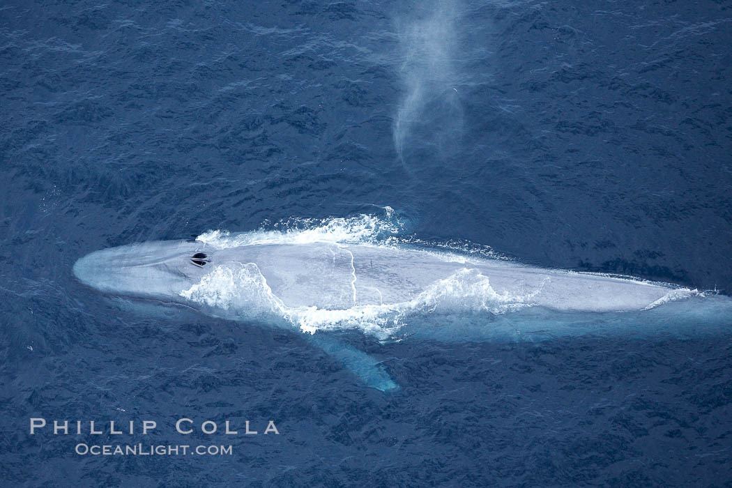 Blue whale, exhaling in a huge blow as it swims at the surface between deep dives.  The blue whale's blow is a combination of water spray from around its blowhole and condensation from its warm breath. La Jolla, California, USA, Balaenoptera musculus, natural history stock photograph, photo id 21280