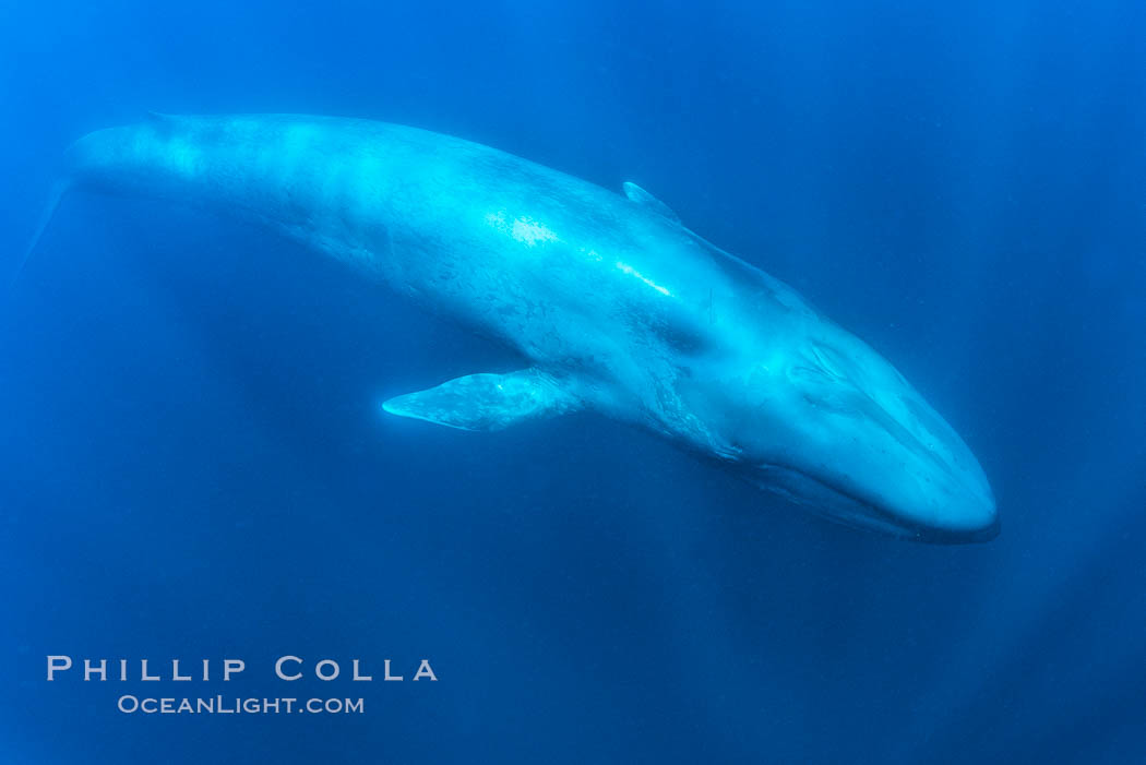 Blue whale underwater, Balaenoptera musculus photo, San Diego, California