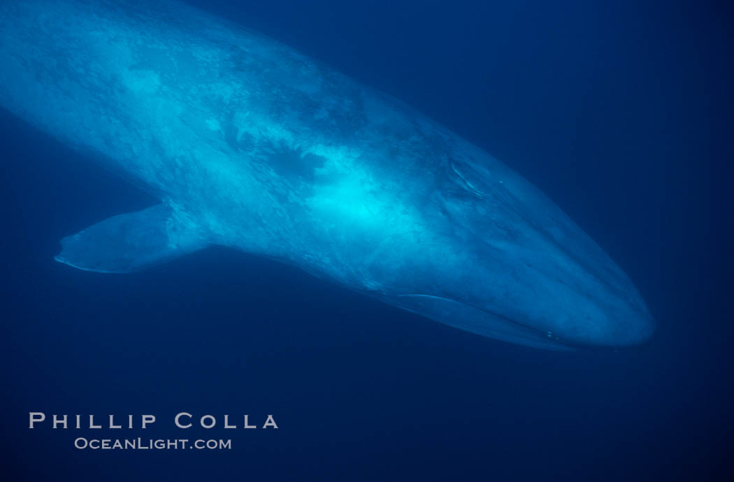 Blue whale, the large animal ever to live on earth, underwater view in the open ocean., Balaenoptera musculus, natural history stock photograph, photo id 03026