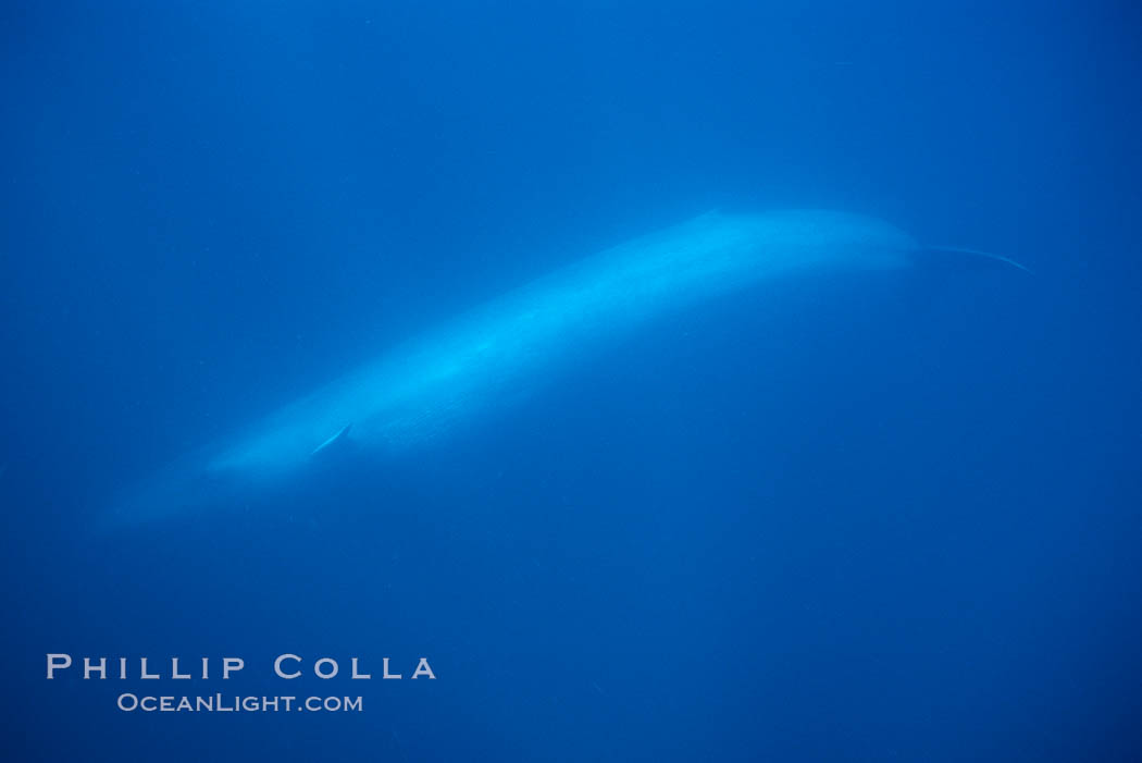 Blue whale., Balaenoptera musculus, natural history stock photograph, photo id 01912