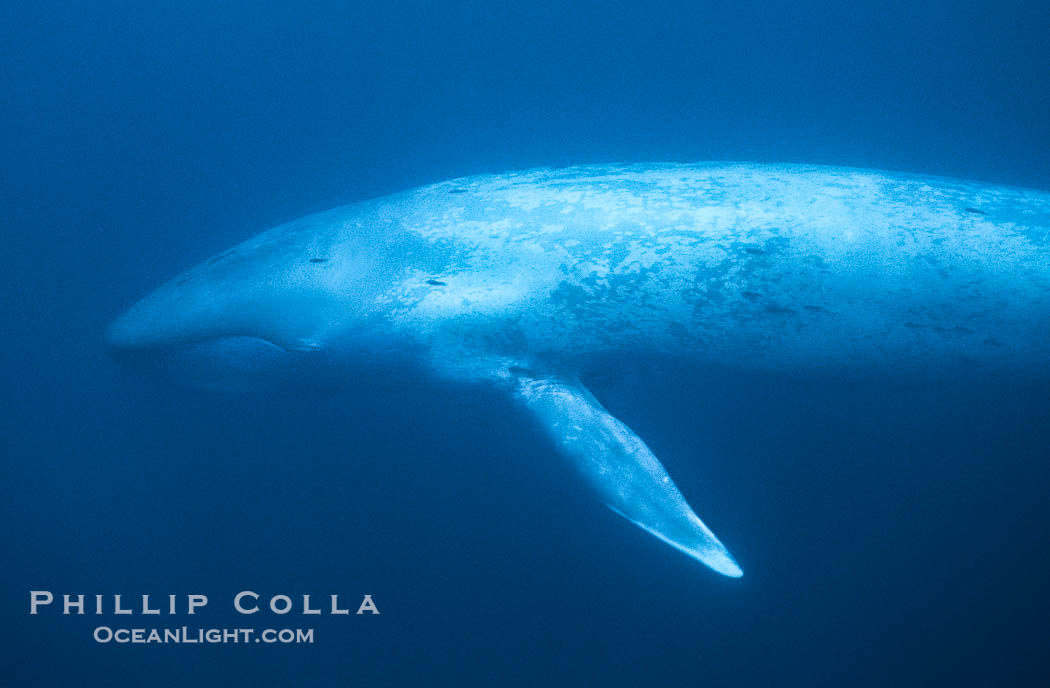 Blue whale., Balaenoptera musculus, natural history stock photograph, photo id 01965