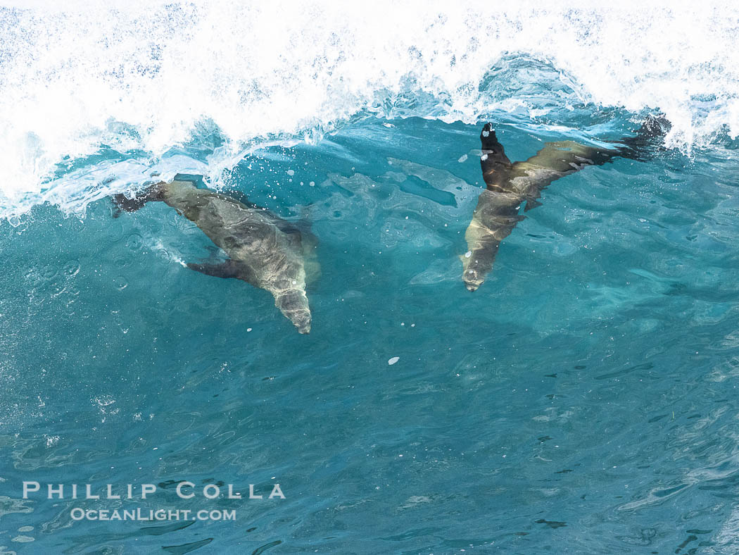 Bodysurfing sea lions in La Jolla, suspended in a breaking wave as they play together, Boomer Beach. California, USA, natural history stock photograph, photo id 39024