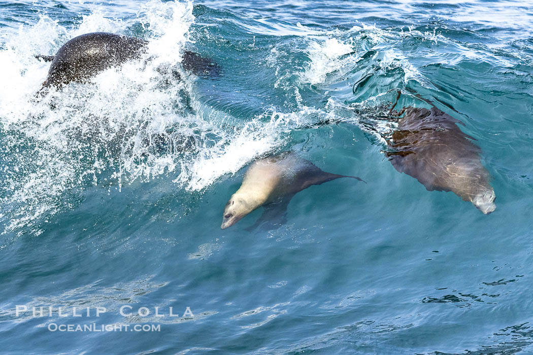 Bodysurfing sea lions in La Jolla, suspended in a breaking wave as they play together, Boomer Beach. California, USA, natural history stock photograph, photo id 39013