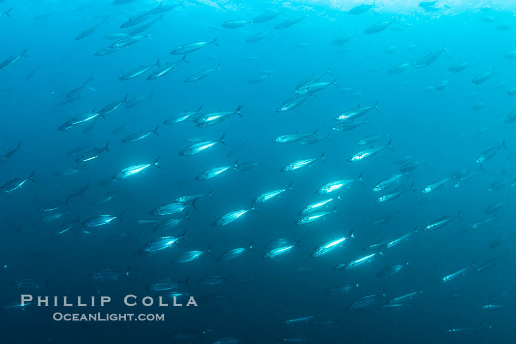 Bonito schooling at San Clemente Island. California, USA, natural history stock photograph, photo id 38525