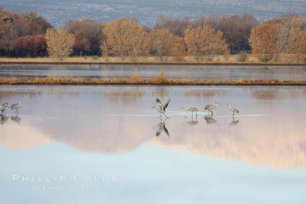 Sandhill cranes. Bosque del Apache National Wildlife Refuge, New Mexico, USA, Grus canadensis, natural history stock photograph, photo id 20004