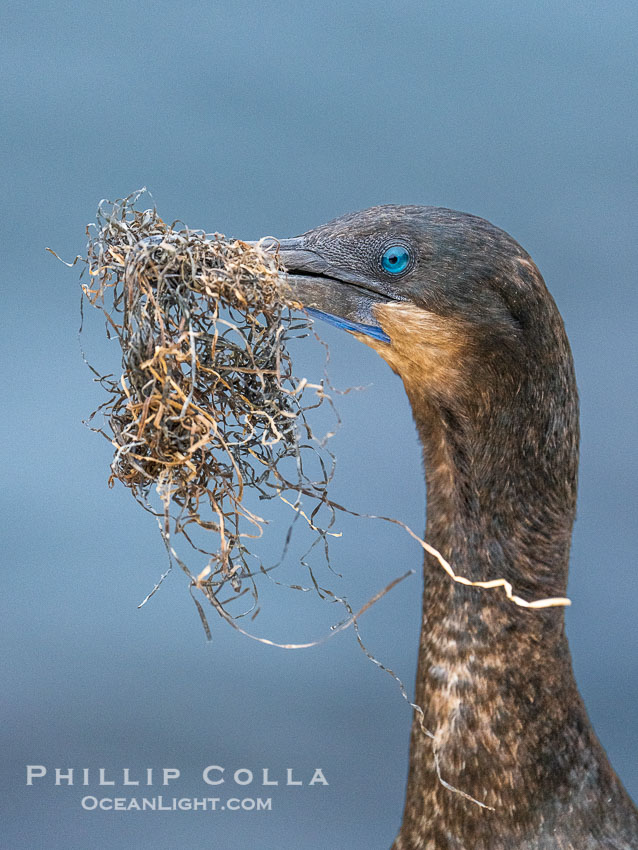 Brandt's Cormorant carrying surf grass nesting material, Phalacrocorax penicillatus. La Jolla, California, USA, natural history stock photograph, photo id 39513