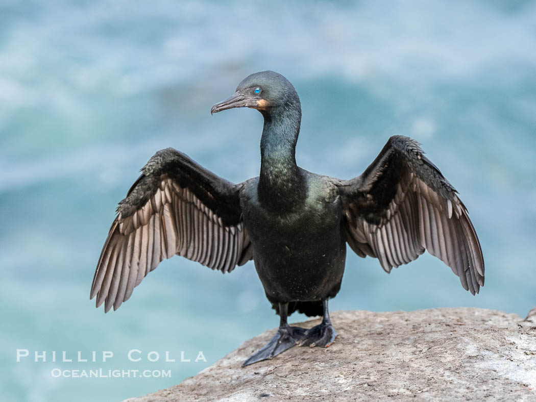 Brandt's Cormorant Drying Wings on Seacliffs over the Pacific Ocean. La Jolla, California, USA, natural history stock photograph, photo id 40815