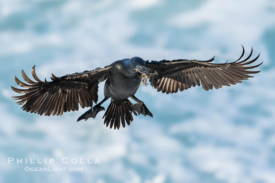 Brandt's Cormorant In Flight Carrying Nesting Material in its Beak. La Jolla, California, USA, Phalacrocorax penicillatus, natural history stock photograph, photo id 40132