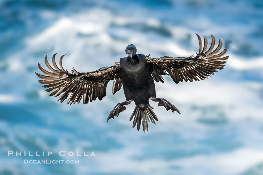Brandt's Cormorant flying with wings spread wide as it slows to land at its nest on ocean cliffs. La Jolla, California, USA, Phalacrocorax penicillatus, natural history stock photograph, photo id 40131