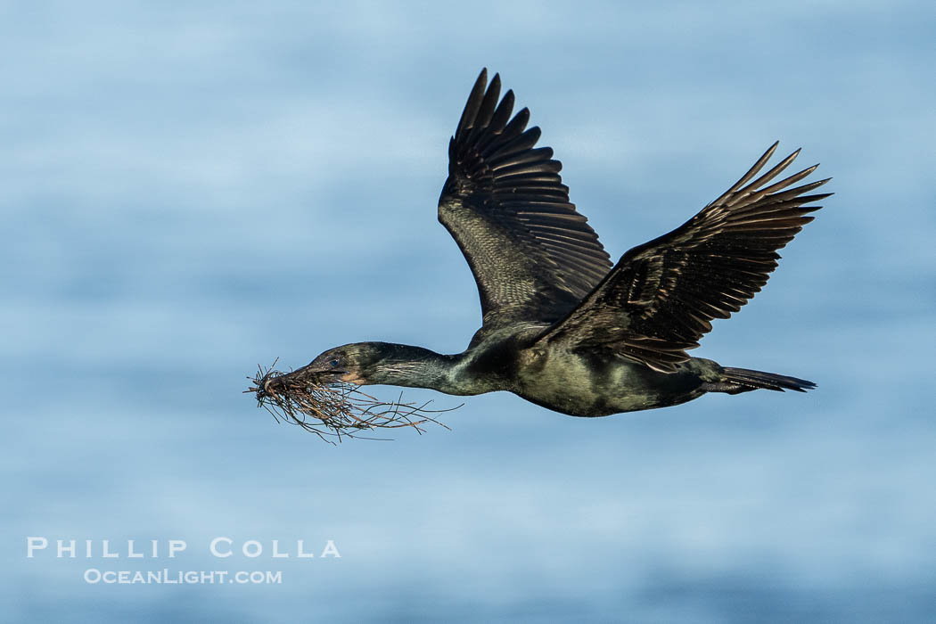 Brandt's Cormorant Flying Carrying Nesting Material, a clump of seaweed (marine algae) and surf grass, La Jolla. California, USA, natural history stock photograph, photo id 40790