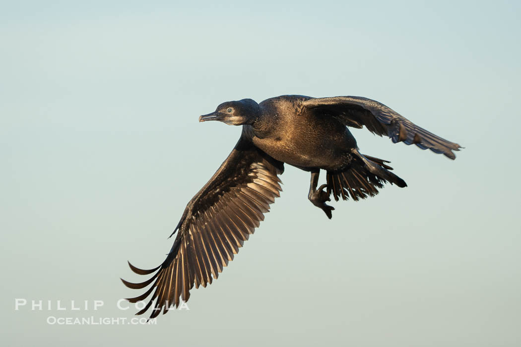 Brandt's Cormorant Flying in La Jolla, lit by early morning sun, non-breeding plumage., Phalacrocorax penicillatus, natural history stock photograph, photo id 39882