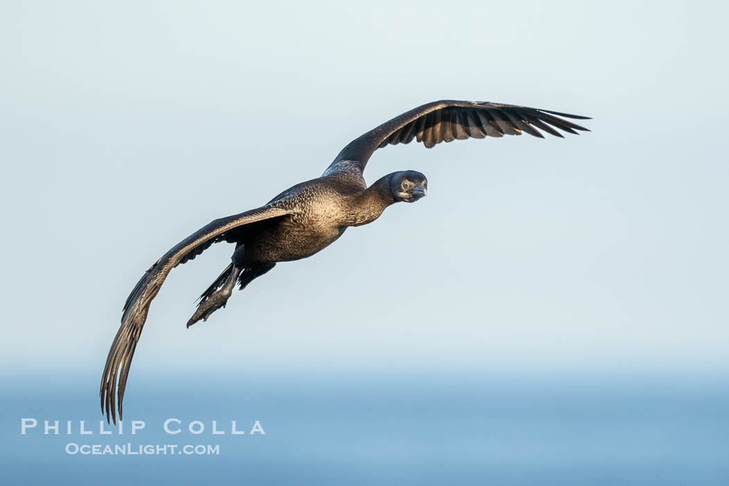 Brandt's Cormorant Flying in La Jolla, lit by early morning sun, non-breeding plumage. California, USA, Phalacrocorax penicillatus, natural history stock photograph, photo id 39831