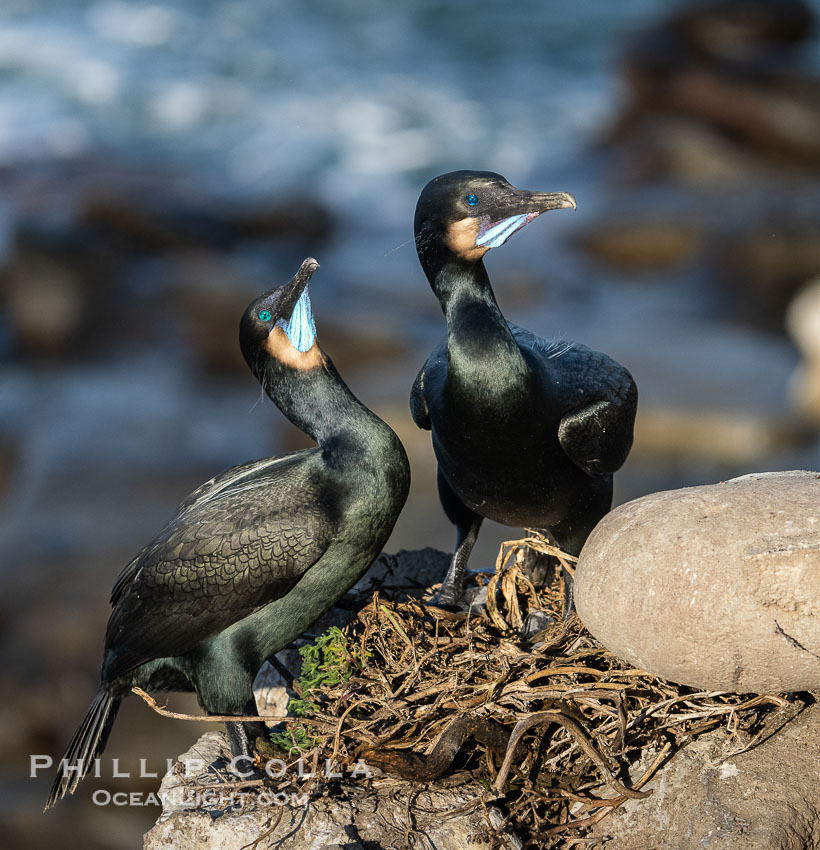 Mated pair of Brandt's Cormorants tend to the nest they have built on sea cliffs. Note the colors they assume during mating season: striking blue gular pouch (throat) along with faint blue-green iridescence in their plumage. La Jolla, California, USA, Phalacrocorax penicillatus, natural history stock photograph, photo id 40130