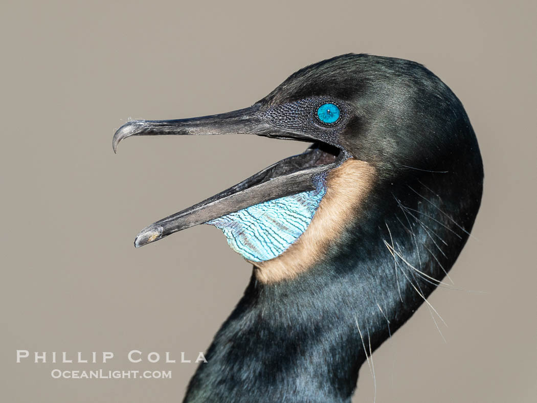 Brandt's Cormorant portrait, blue eye, blue throat and white pin feathers, La Jolla. California, USA, Phalacrocorax penicillatus, natural history stock photograph, photo id 40481