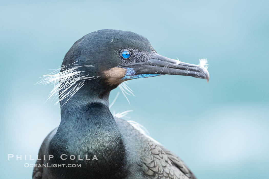 Brandt's Cormorant portrait in shade with ocean in the background. Its striking blue eyes and throat can be seen, along with thin white feathers on its checks and shoulders. A bit of fluff is on its beak after it has been preening its feathers. La Jolla, California, USA, Phalacrocorax penicillatus, natural history stock photograph, photo id 40151
