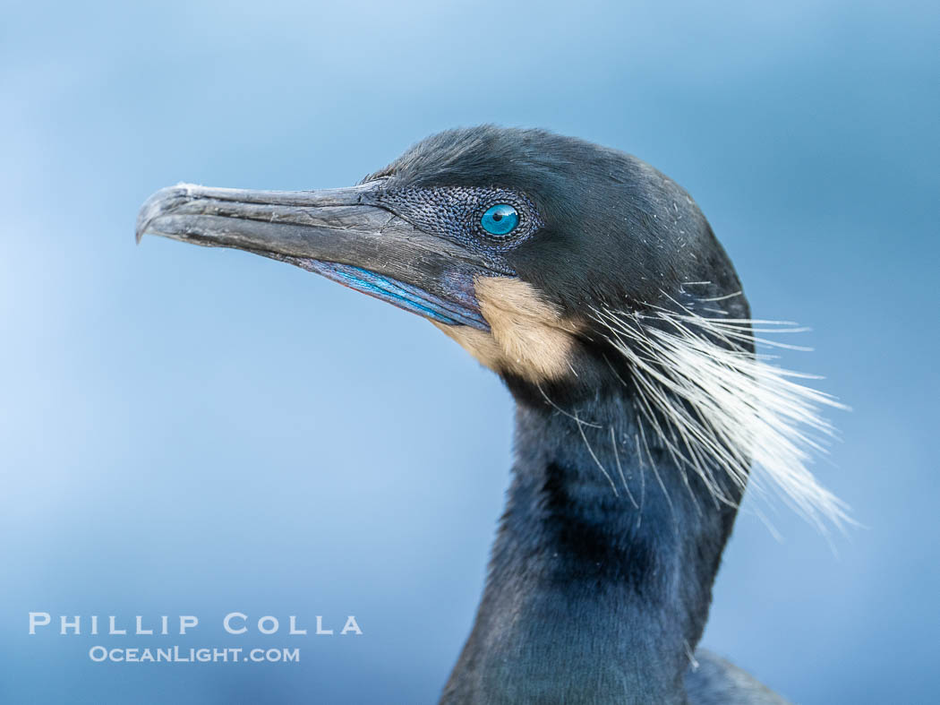 Brandt's Cormorant Portrait with Breeding Plumage, with blue throat and white feathers on each side of the head. La Jolla, California, USA, natural history stock photograph, photo id 40816