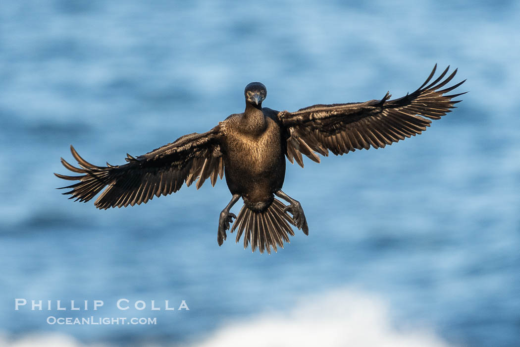 Brandt's Cormorant Spreading Wings to Land on sea cliffs overlooking the Pacific Ocean. La Jolla, California, USA, natural history stock photograph, photo id 40084