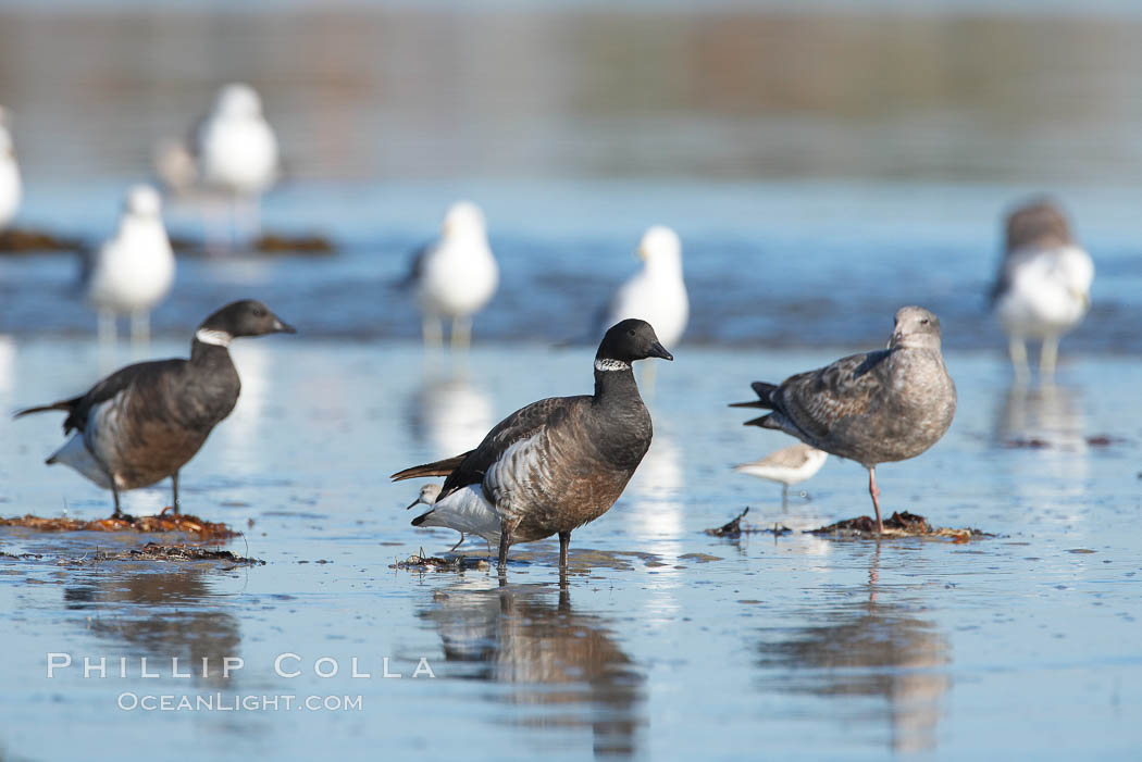 Brants (black), western gulls (white), on sandbar. San Diego River, California, USA, Branta bernicla, Larus occidentalis, natural history stock photograph, photo id 18467