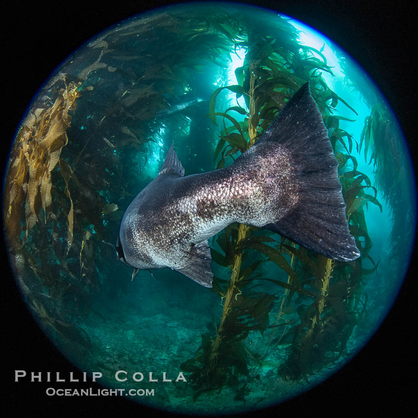 Broad Tail of a Black Sea Bass in the California Kelp Forest. Catalina Island, USA, Stereolepis gigas, natural history stock photograph, photo id 39459