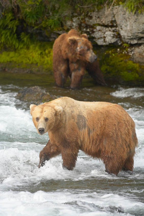 Brown bear (grizzly bear). Brooks River, Katmai National Park, Alaska, USA, Ursus arctos, natural history stock photograph, photo id 17228