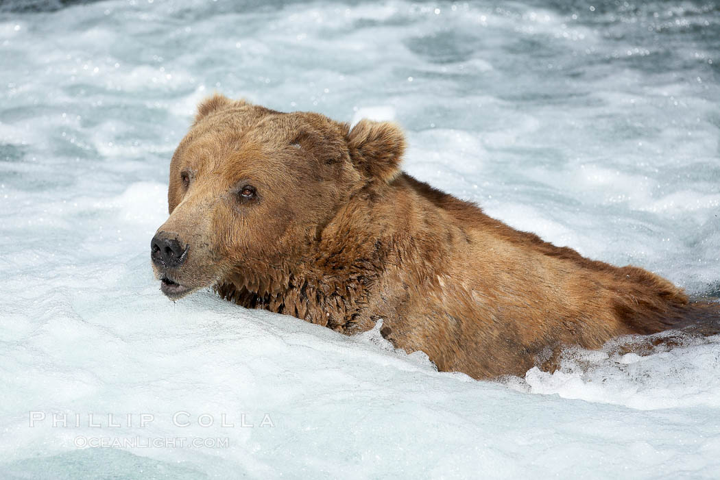 Brown bear (grizzly bear). Brooks River, Katmai National Park, Alaska, USA, Ursus arctos, natural history stock photograph, photo id 17235