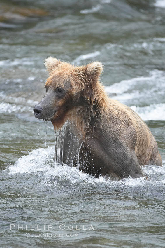 Brown bear (grizzly bear). Brooks River, Katmai National Park, Alaska, USA, Ursus arctos, natural history stock photograph, photo id 17221