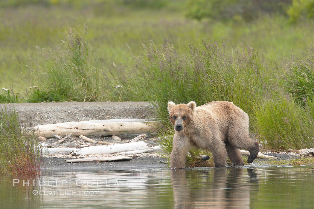 Brown bear (grizzly bear). Brooks River, Katmai National Park, Alaska, USA, Ursus arctos, natural history stock photograph, photo id 17273