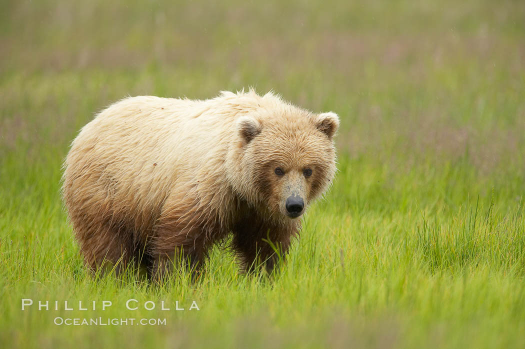 Coastal brown bear. Lake Clark National Park, Alaska, USA, Ursus arctos, natural history stock photograph, photo id 20930