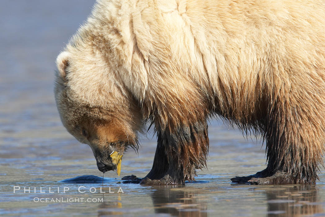 Coastal brown bear. Lake Clark National Park, Alaska, USA, Ursus arctos, natural history stock photograph, photo id 20924