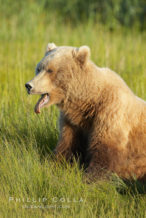 Coastal brown bear. Lake Clark National Park, Alaska, USA, Ursus arctos, natural history stock photograph, photo id 20936