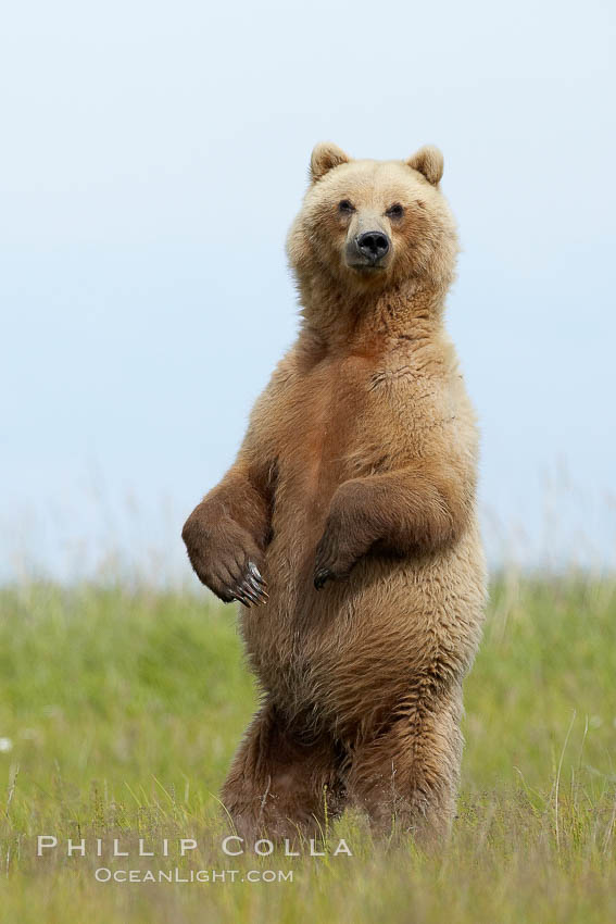 Coastal brown bear. Lake Clark National Park, Alaska, USA, Ursus arctos, natural history stock photograph, photo id 20925