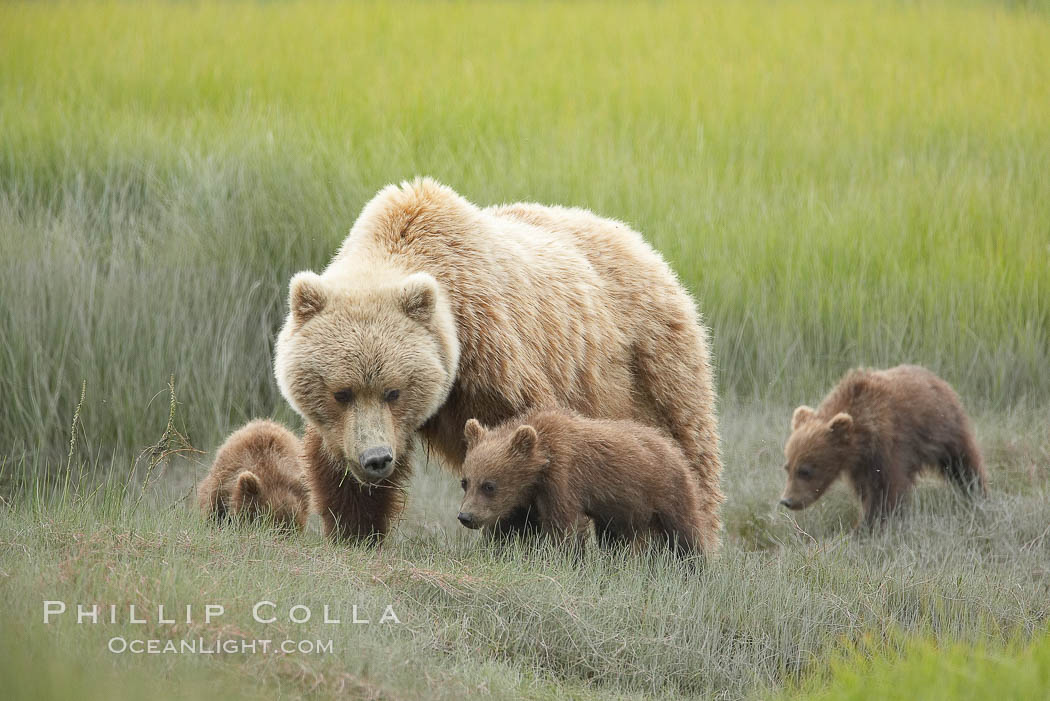 Coastal brown bear. Lake Clark National Park, Alaska, USA, Ursus arctos, natural history stock photograph, photo id 20933