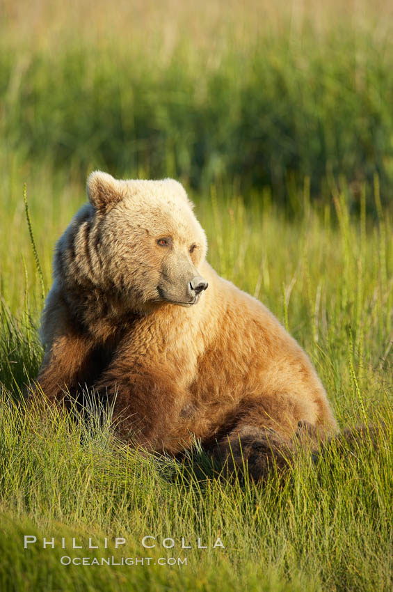 Coastal brown bear. Lake Clark National Park, Alaska, USA, Ursus arctos, natural history stock photograph, photo id 20937