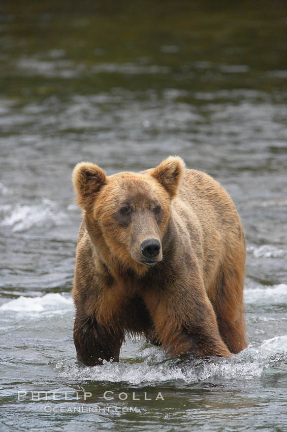 Brown bear (grizzly bear). Brooks River, Katmai National Park, Alaska, USA, Ursus arctos, natural history stock photograph, photo id 17177