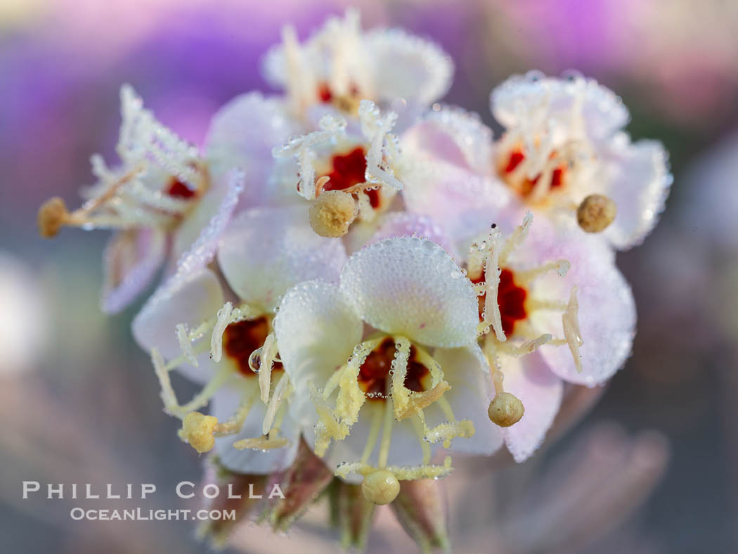 Brown-eyed Primrose Flower with Dew Drops, Anza Borrego Desert State Park. Anza-Borrego Desert State Park, Borrego Springs, California, USA, Camissonia claviformis, natural history stock photograph, photo id 40301