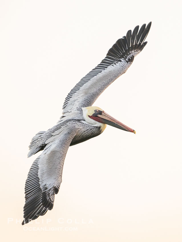 Brown Pelican Banking in Flight in Pre-dawn Light. La Jolla, California, USA, Pelecanus occidentalis, Pelecanus occidentalis californicus, natural history stock photograph, photo id 39842