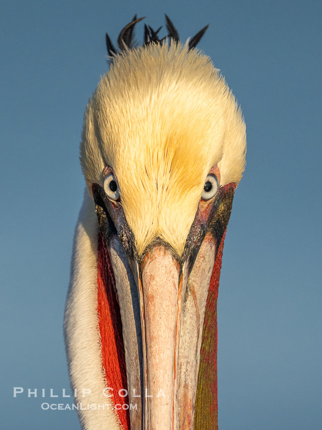 Brown Pelican Closeup Portrait Intense Stare. La Jolla, California, USA, Pelecanus occidentalis, Pelecanus occidentalis californicus, natural history stock photograph, photo id 39815