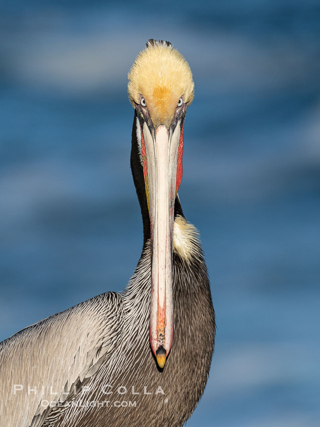 Brown Pelican Closeup Portrait Intense, staring at the camera. La Jolla, California, USA, Pelecanus occidentalis, Pelecanus occidentalis californicus, natural history stock photograph, photo id 40073