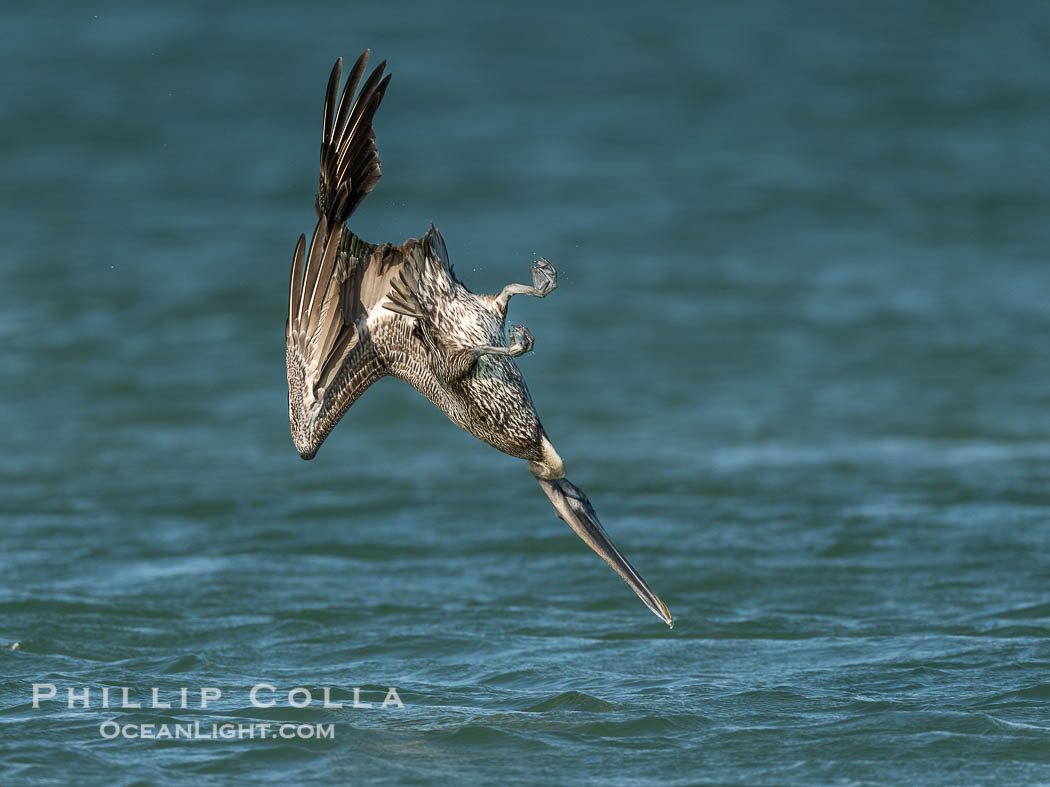 Brown Pelican Diving to Catch Fish, Fort De Soto, Florida. Fort De Soto Park, St. Petersburg, USA, Pelecanus occidentalis, natural history stock photograph, photo id 40578