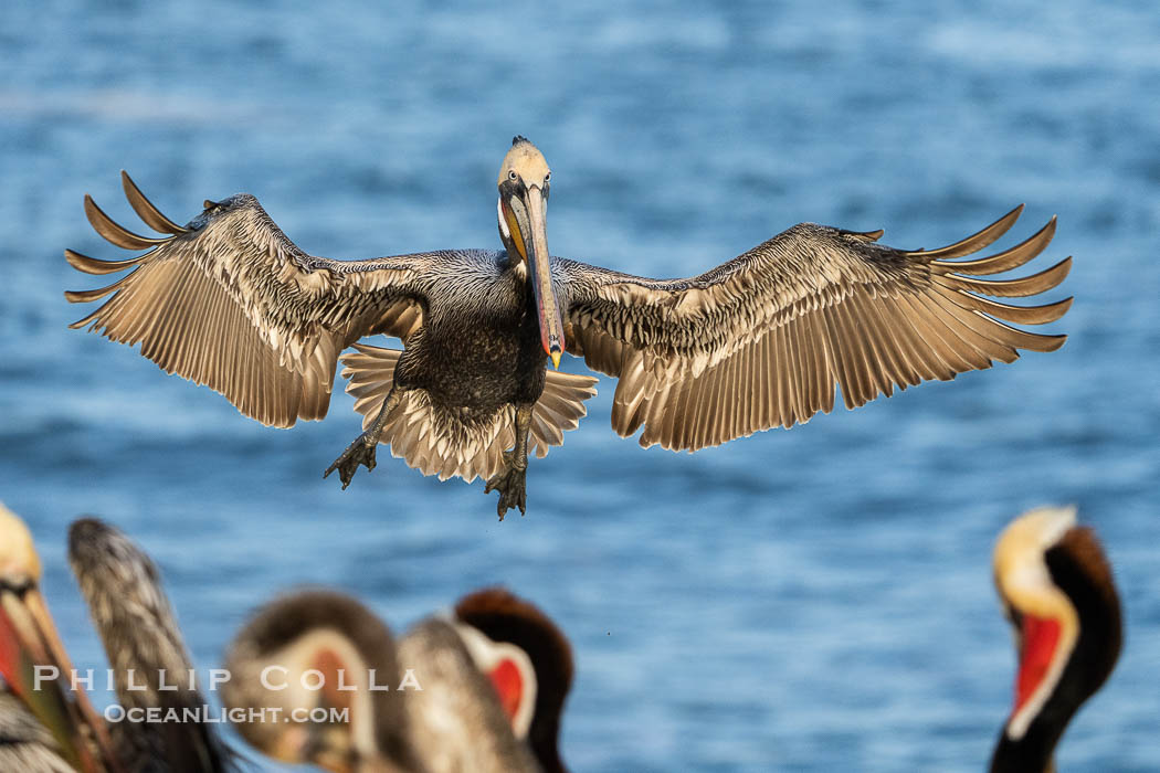 Brown Pelican in Flight Approaching Crowded Ocean Cliffs to Land. La Jolla, California, USA, Pelecanus occidentalis californicus, Pelecanus occidentalis, natural history stock photograph, photo id 40129