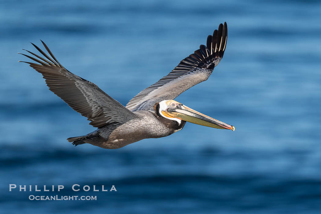 Brown pelican in flight, transitioning out of mating plumage, with blue ocean backdrop. La Jolla, California, USA, Pelecanus occidentalis, Pelecanus occidentalis californicus, natural history stock photograph, photo id 40482