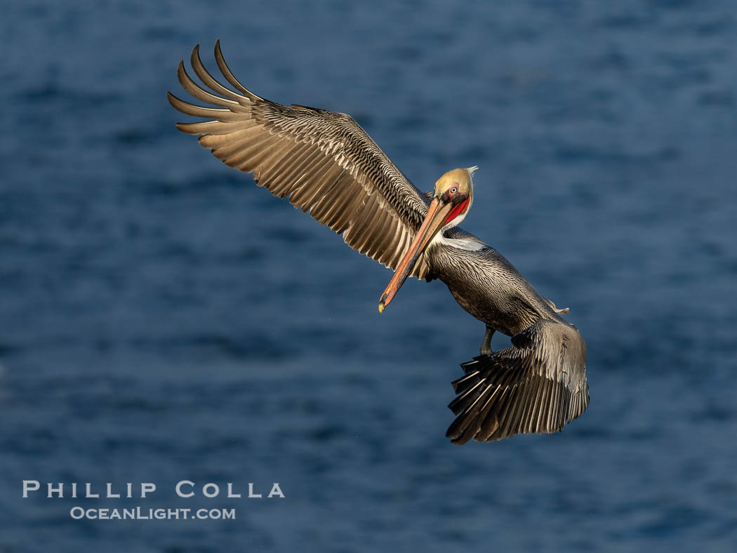 Brown pelican in flight. Adult winter non-breeding plumage. Brown pelicans were formerly an endangered species. In 1972, the United States Environmental Protection Agency banned the use of DDT in part to protect bird species like the brown pelican . Since that time, populations of pelicans have recovered and expanded. The recovery has been so successful that brown pelicans were taken off the endangered species list in 2009. La Jolla, California, USA, Pelecanus occidentalis, Pelecanus occidentalis californicus, natural history stock photograph, photo id 40012