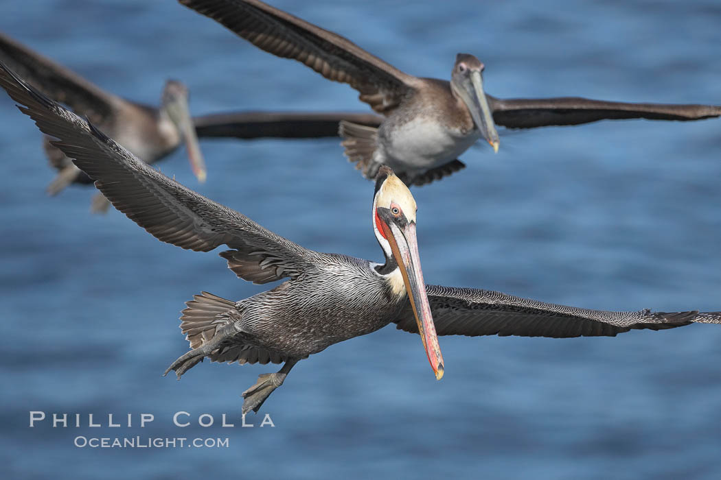 California brown pelicans fly in formation. La Jolla, USA, Pelecanus occidentalis, Pelecanus occidentalis californicus, natural history stock photograph, photo id 18232