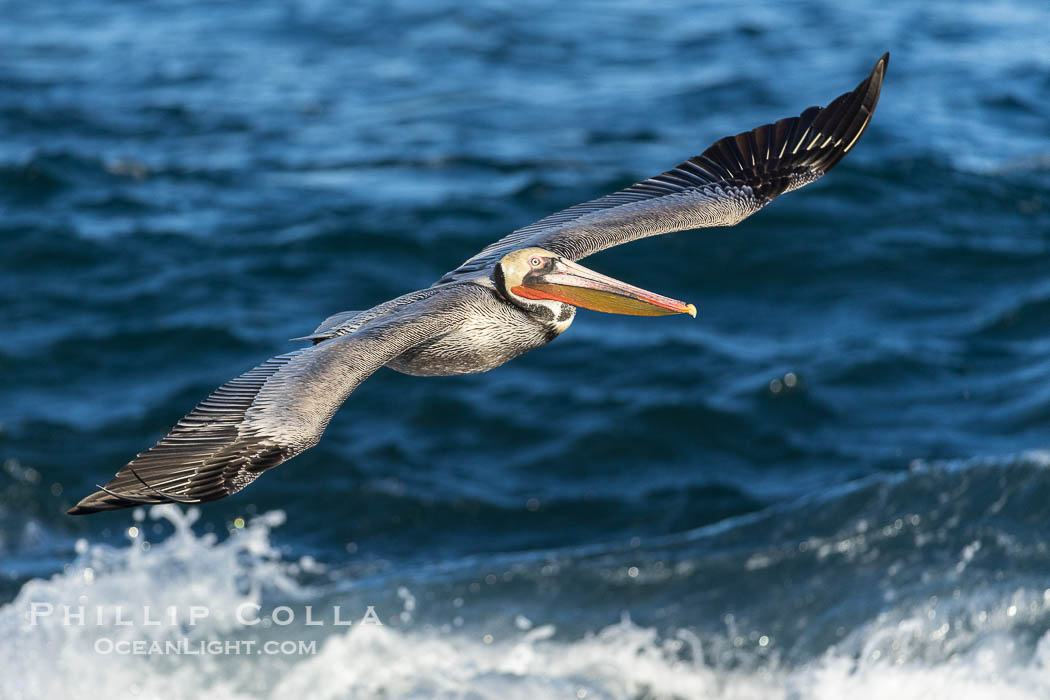 California race of Brown pelican flying over waves and the surf, adult winter breeding plumage. La Jolla, USA, Pelecanus occidentalis, Pelecanus occidentalis californicus, natural history stock photograph, photo id 38950