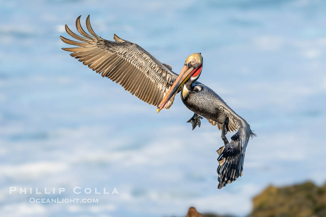 Brown Pelican Flying with Wings Spread Wide in Front of a Whitewash Ocean, Pelecanus occidentalis californicus, Pelecanus occidentalis, La Jolla, California