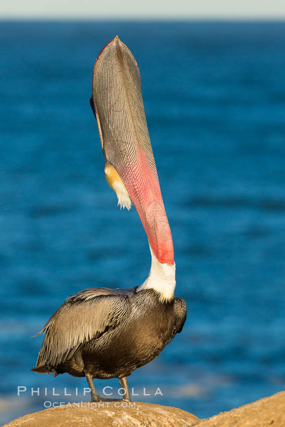 Brown pelican head throw, Pelecanus occidentalis photo, La Jolla