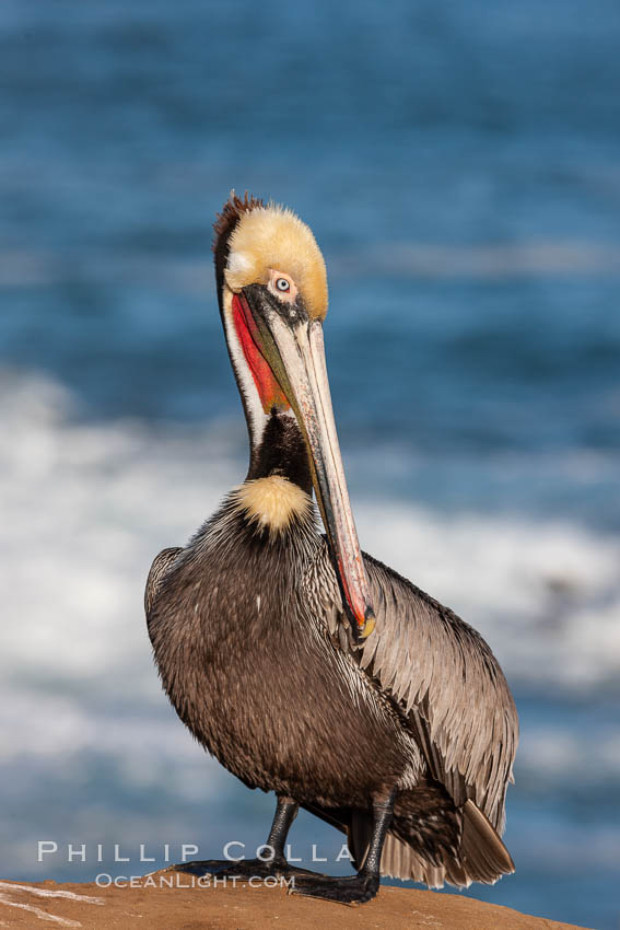 Portrait of California brown pelican, with the characteristic winter mating plumage shown: red throat, yellow head and dark brown hindneck. La Jolla, USA, Pelecanus occidentalis, Pelecanus occidentalis californicus, natural history stock photograph, photo id 23670